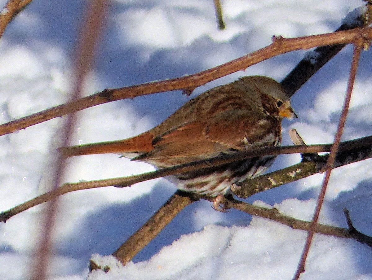 Fox Sparrow (Red) - ML48062721