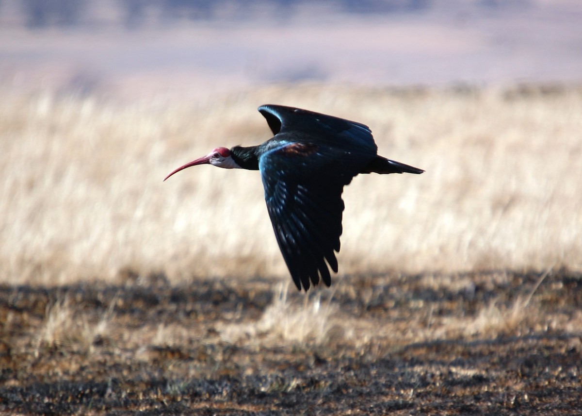 ibis jihoafrický - ML480627991