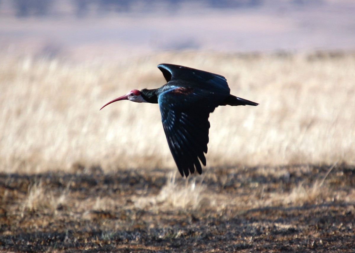 Southern Bald Ibis - ML480627991