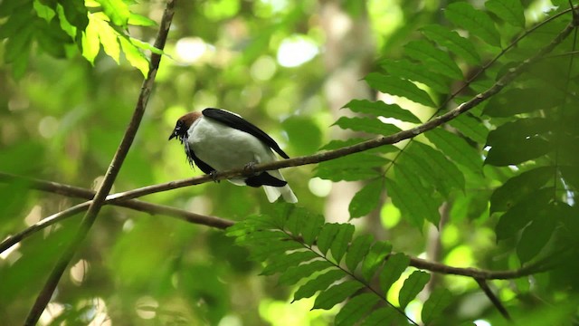 Araponga barbu - ML480628