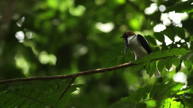 Araponga barbu - ML480629