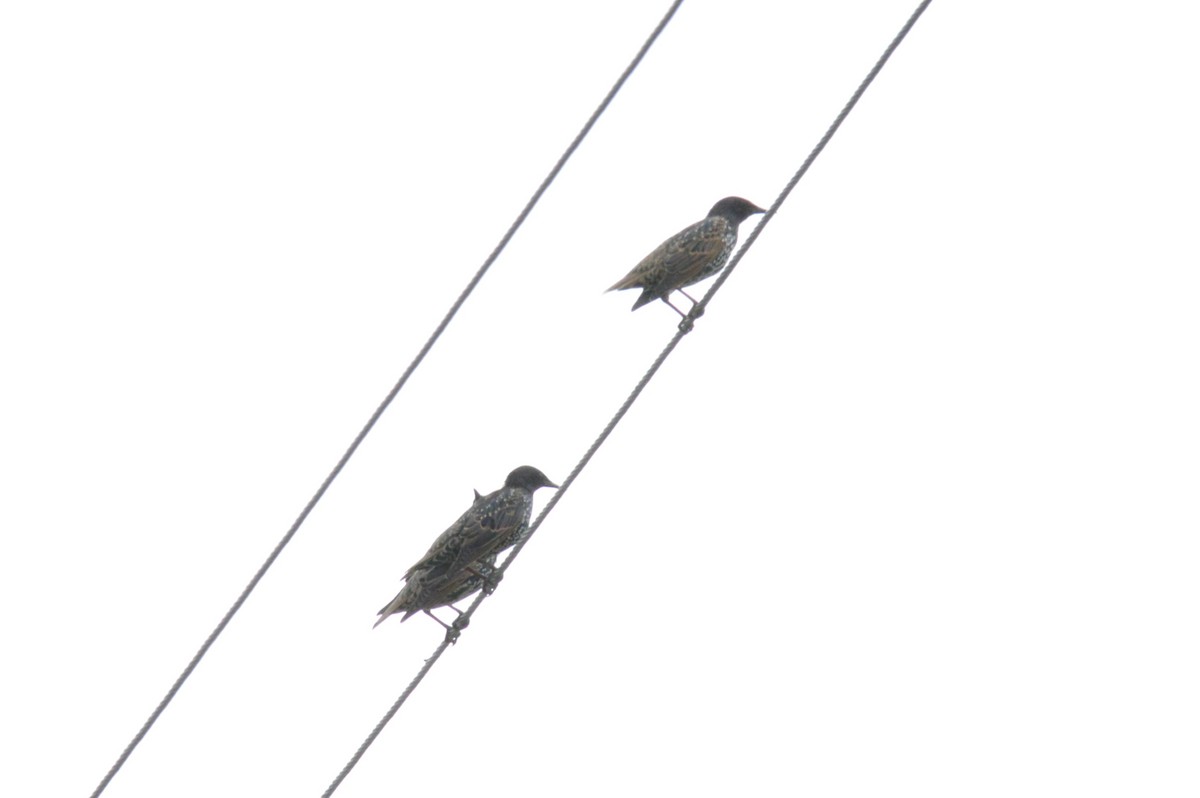 European Starling - ML480629041