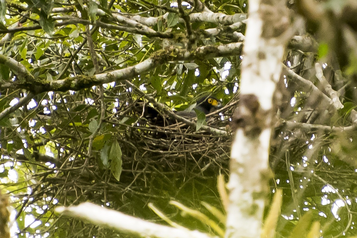 Gray-bellied Hawk - ML48062941