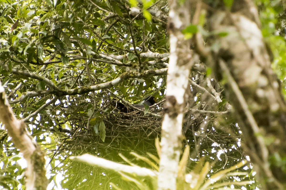 Gray-bellied Hawk - ML48063021