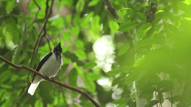 Araponga barbu - ML480631