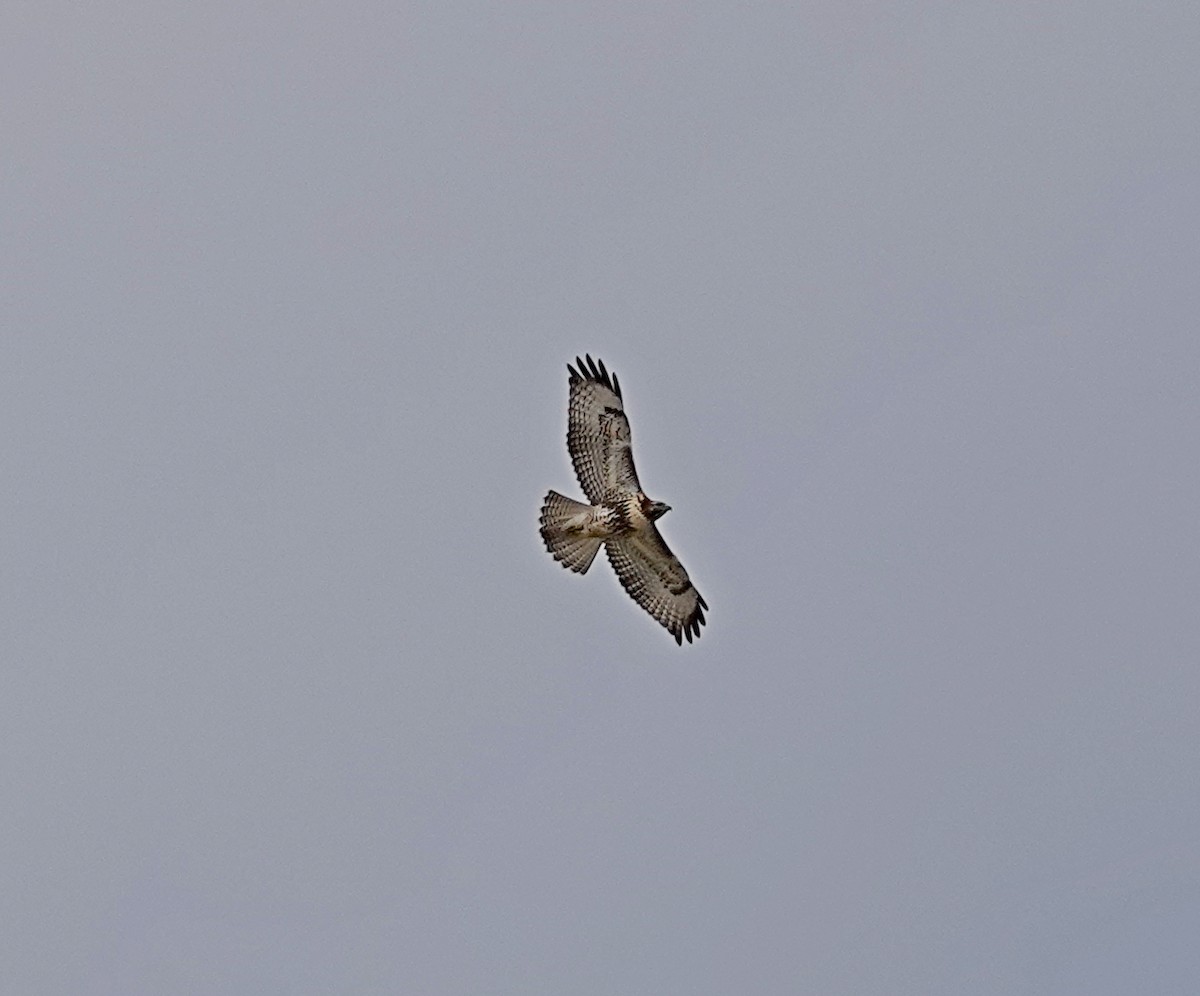 Red-tailed Hawk - ML480631341