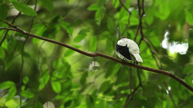 Bearded Bellbird - ML480632