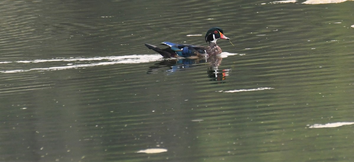 Wood Duck - ML480632271