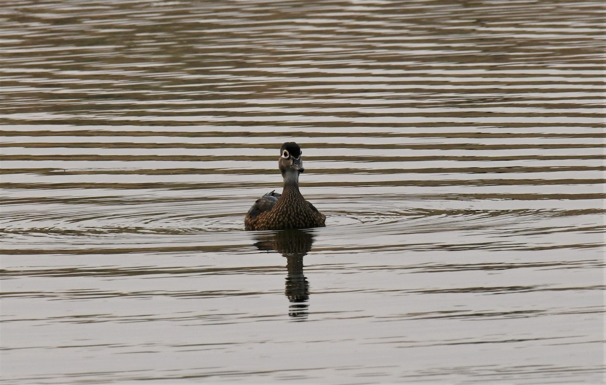 Wood Duck - ML480632461