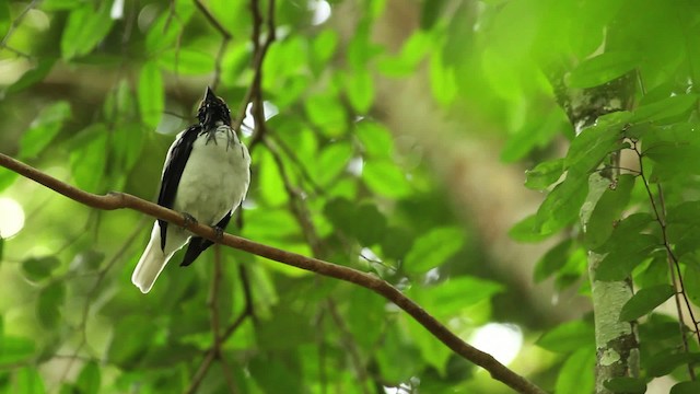 Araponga barbu - ML480633