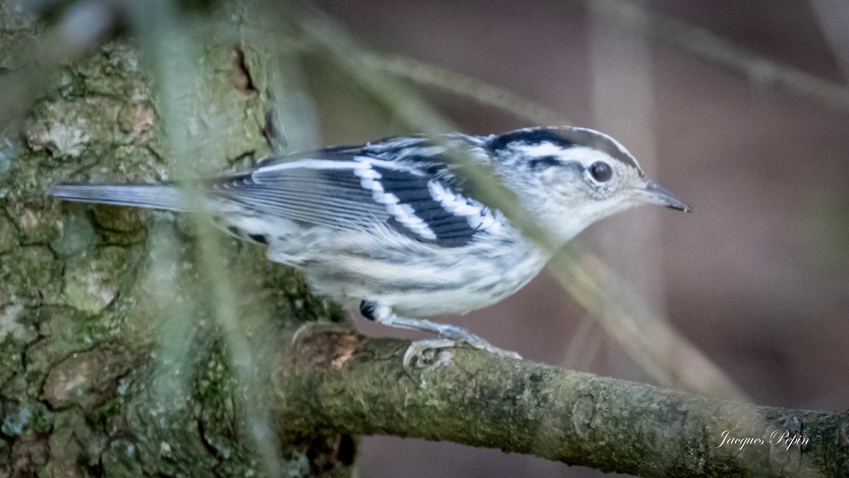 Black-and-white Warbler - ML480633741