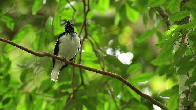 Araponga barbu - ML480634