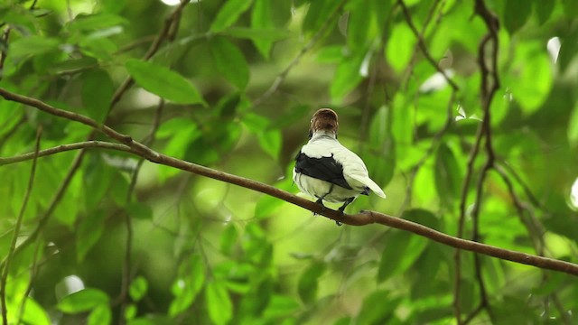 Bearded Bellbird - ML480635