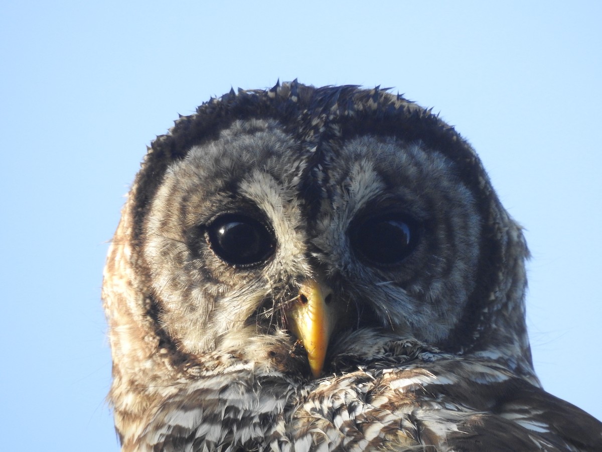 Barred Owl - ML480635231