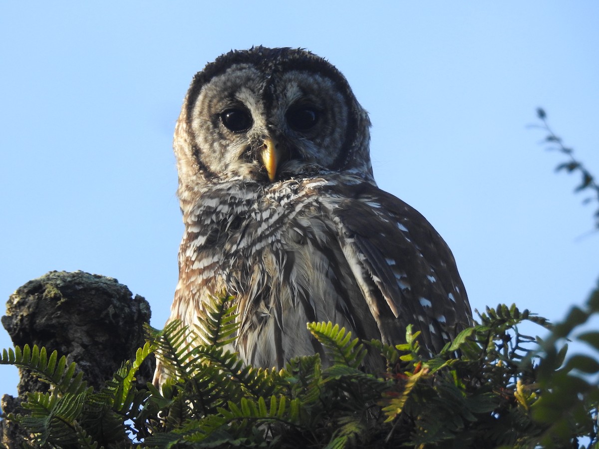 Barred Owl - Daniel Buccelli