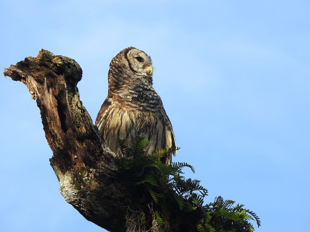 Barred Owl - ML480635251