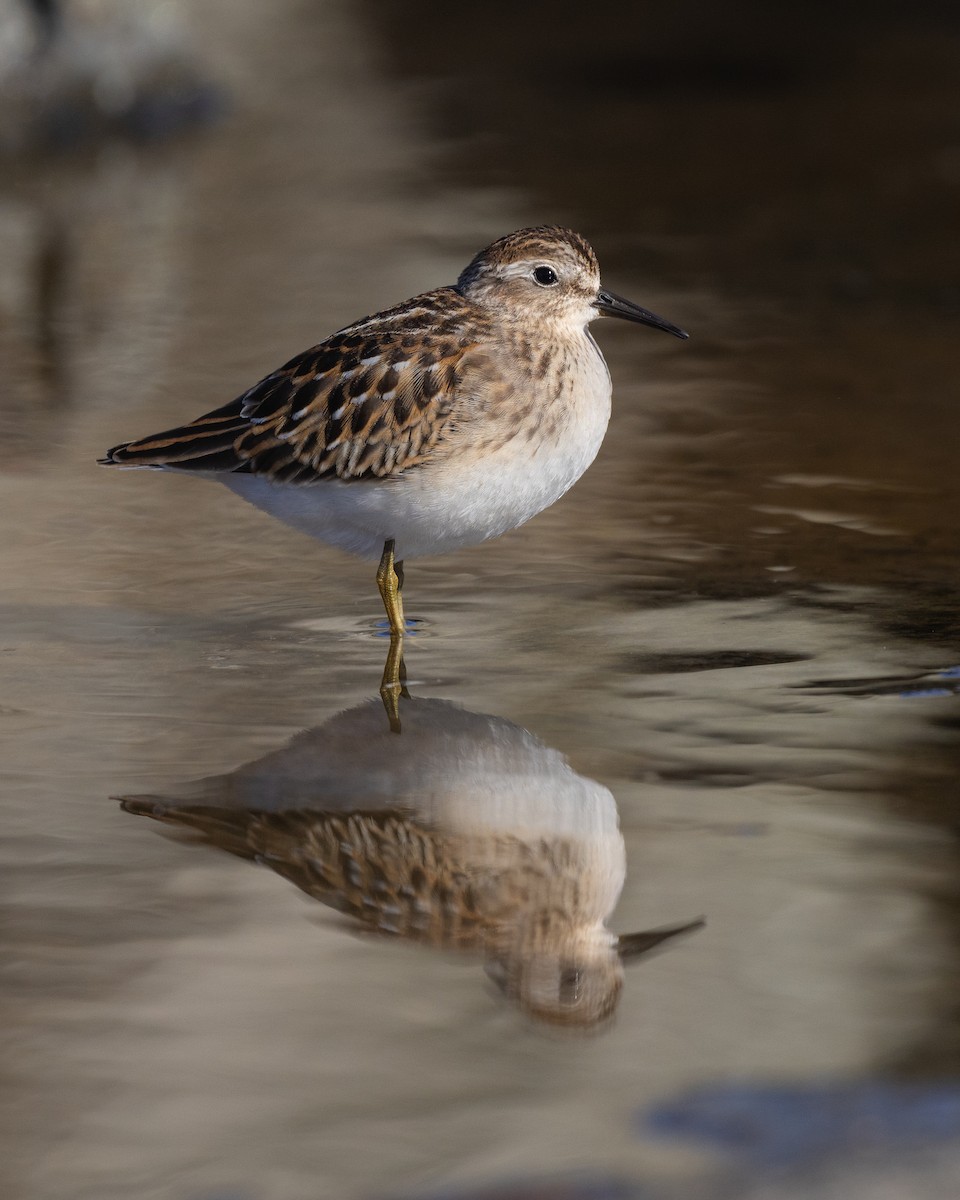 Least Sandpiper - Lyall Bouchard