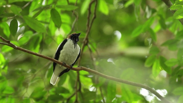 Bearded Bellbird - ML480636