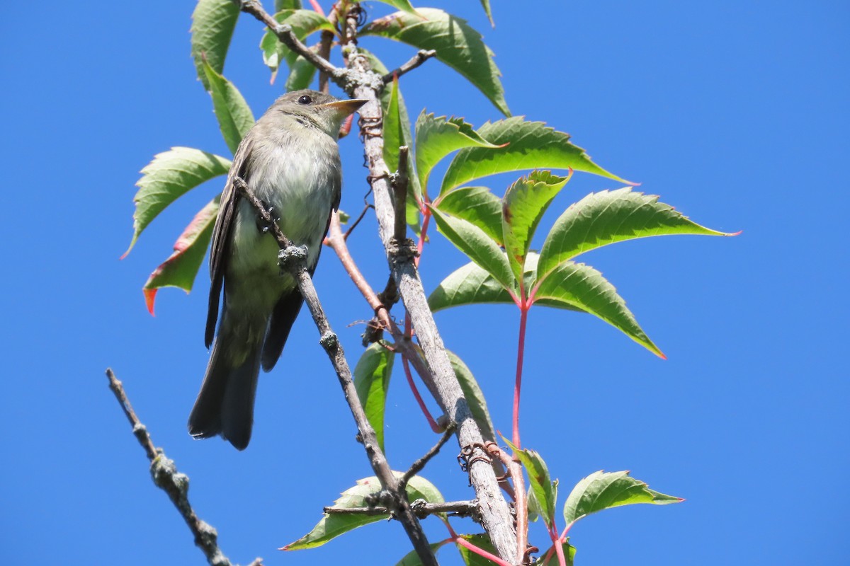 Eastern Wood-Pewee - ML480636591