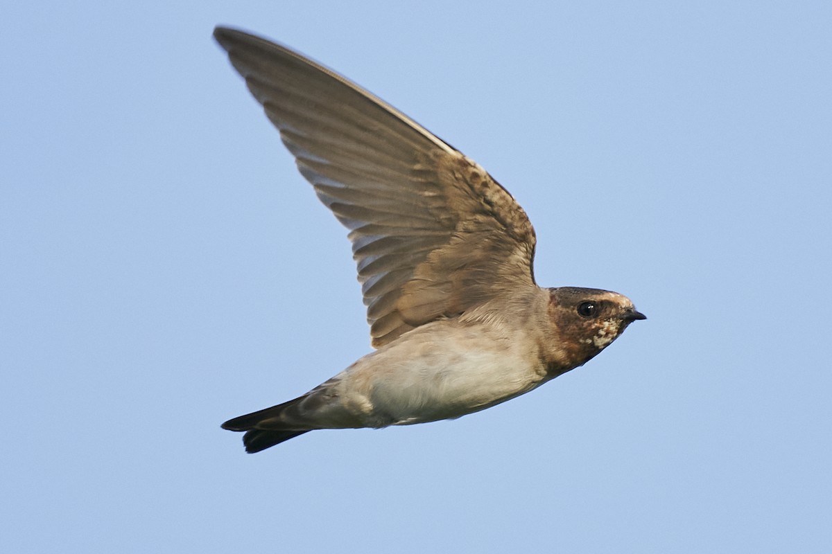 Golondrina Risquera - ML480636711