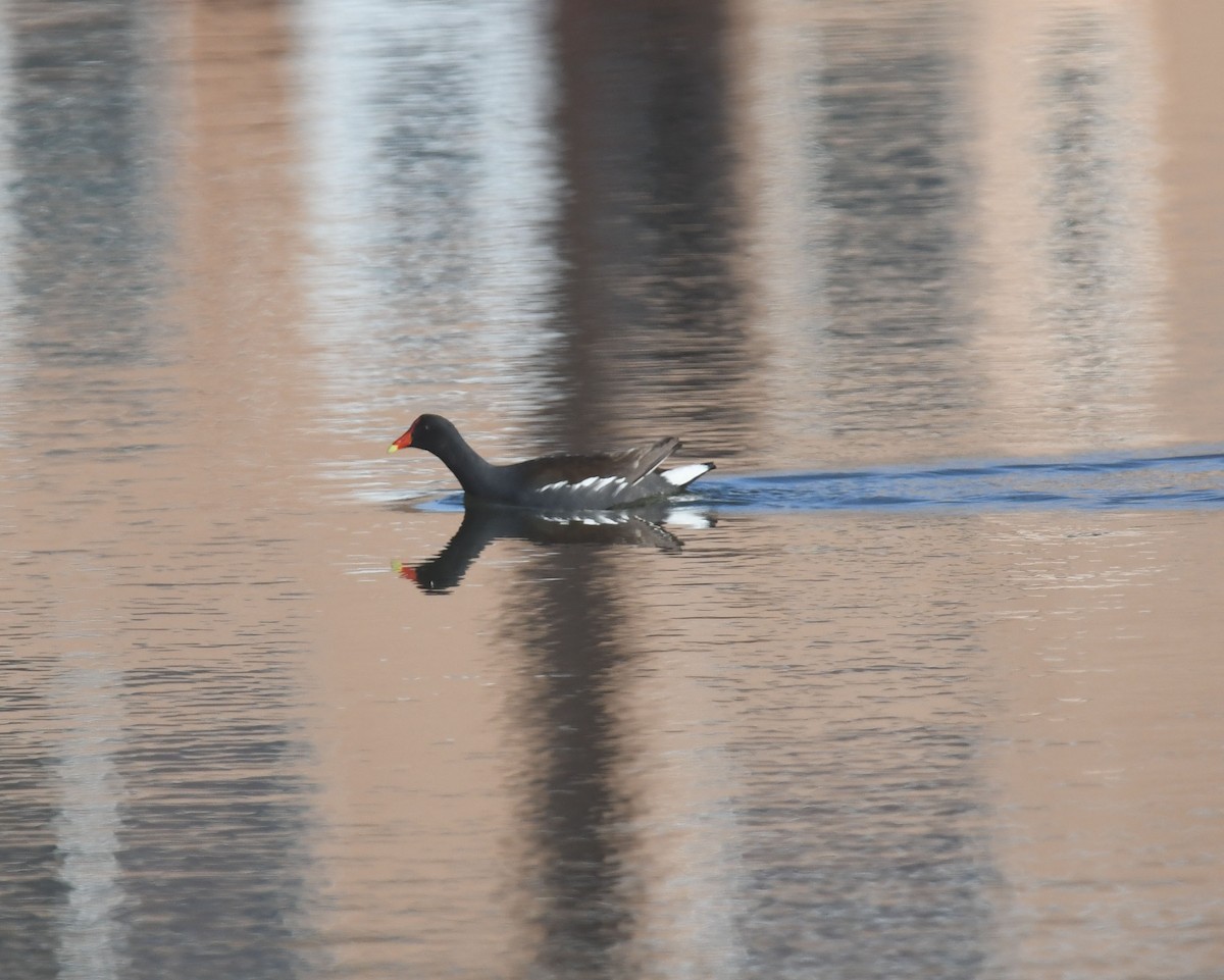 Common Gallinule - ML480636931
