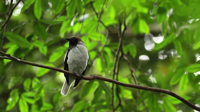 Araponga barbu - ML480637