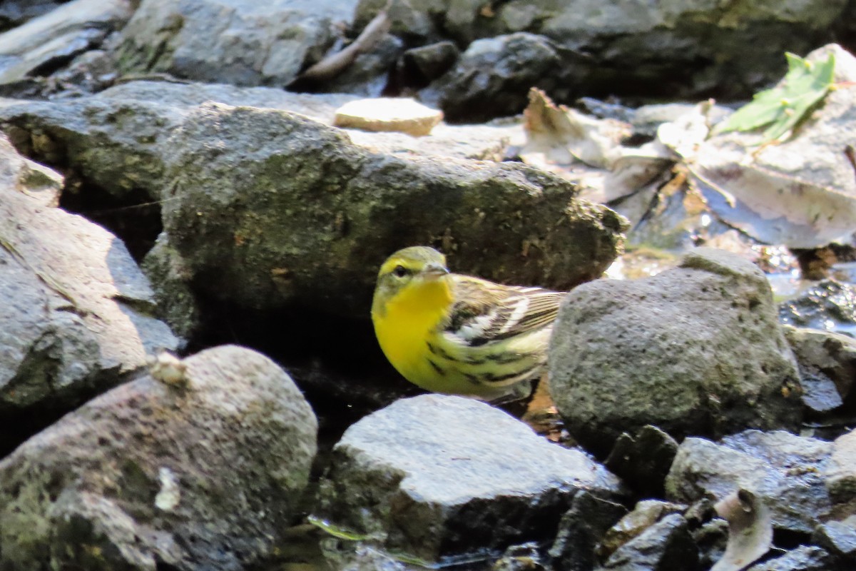 Blackburnian Warbler - ML480637111