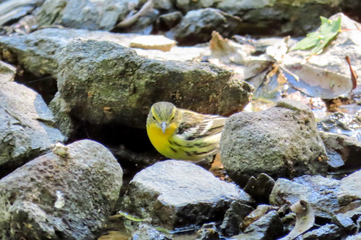 Blackburnian Warbler - ML480637121