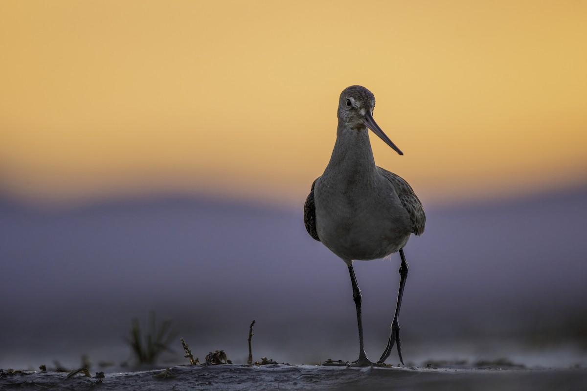 Hudsonian Godwit - Matthew Bode