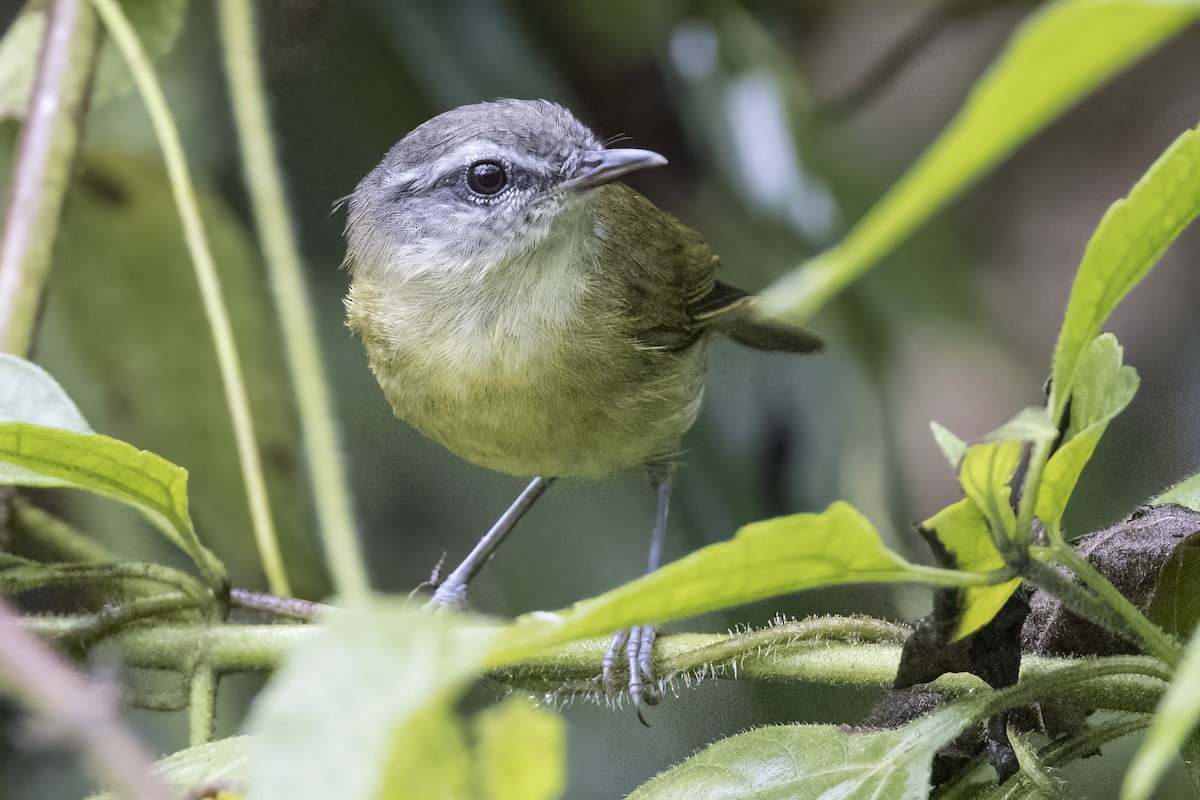 Island Leaf Warbler - ML480637571