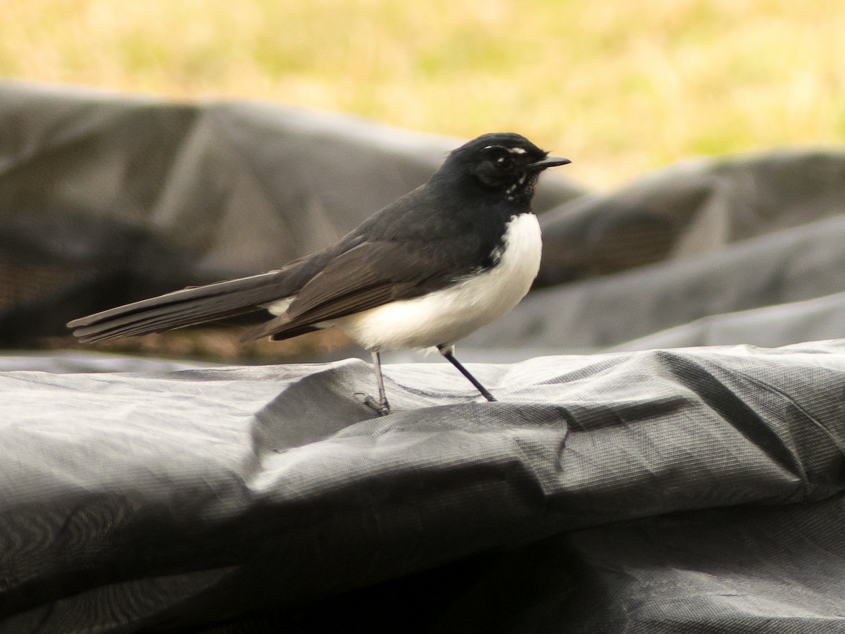 Willie-wagtail - ML480637821