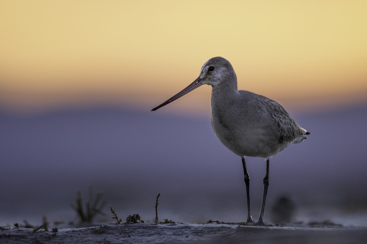 Hudsonian Godwit - Matthew Bode