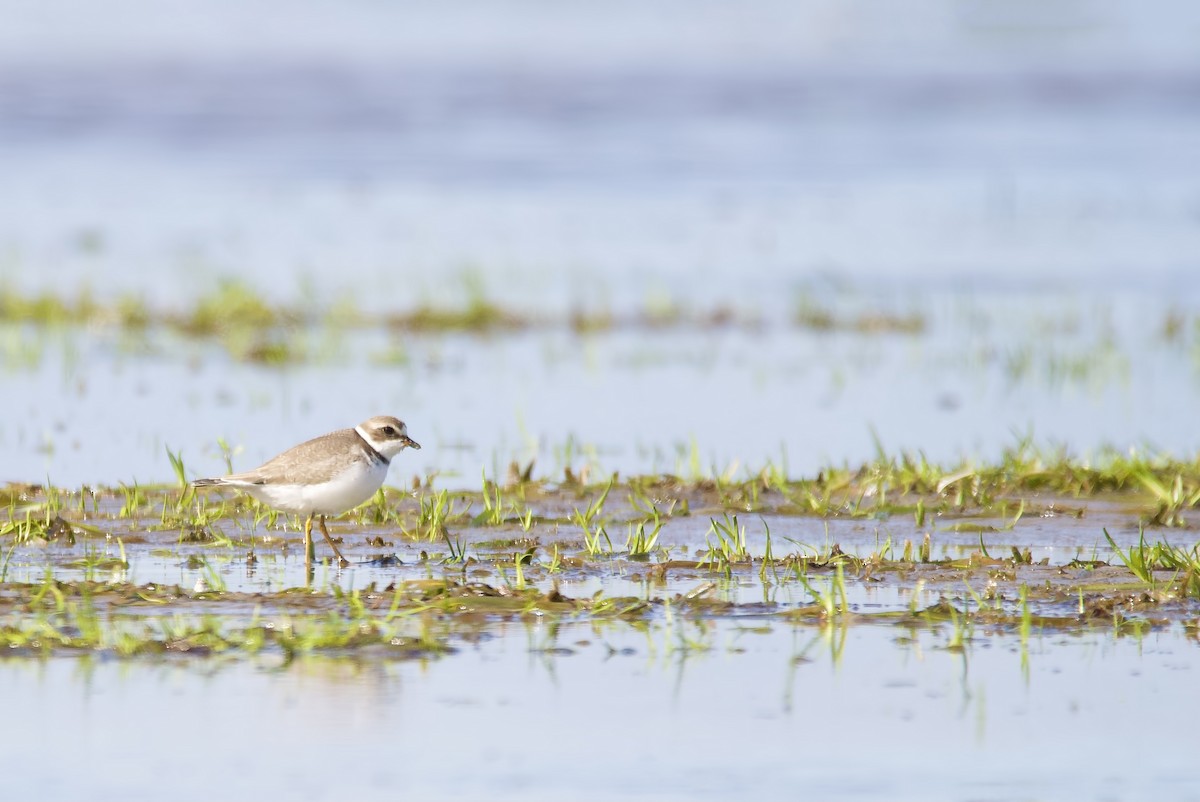 Semipalmated Plover - ML480639451