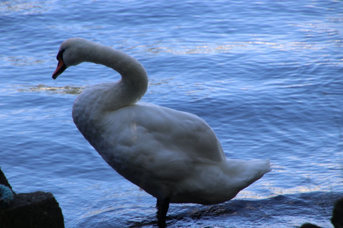 Cygne tuberculé - ML480639941