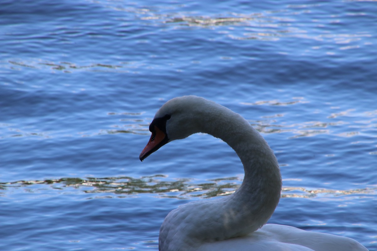 Cygne tuberculé - ML480640051