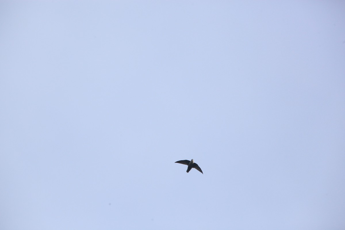 Chimney Swift - Paul Miller