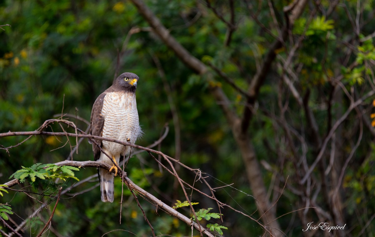 Roadside Hawk - ML480641001