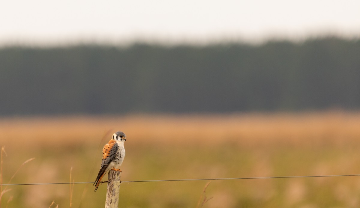 American Kestrel - ML480641131