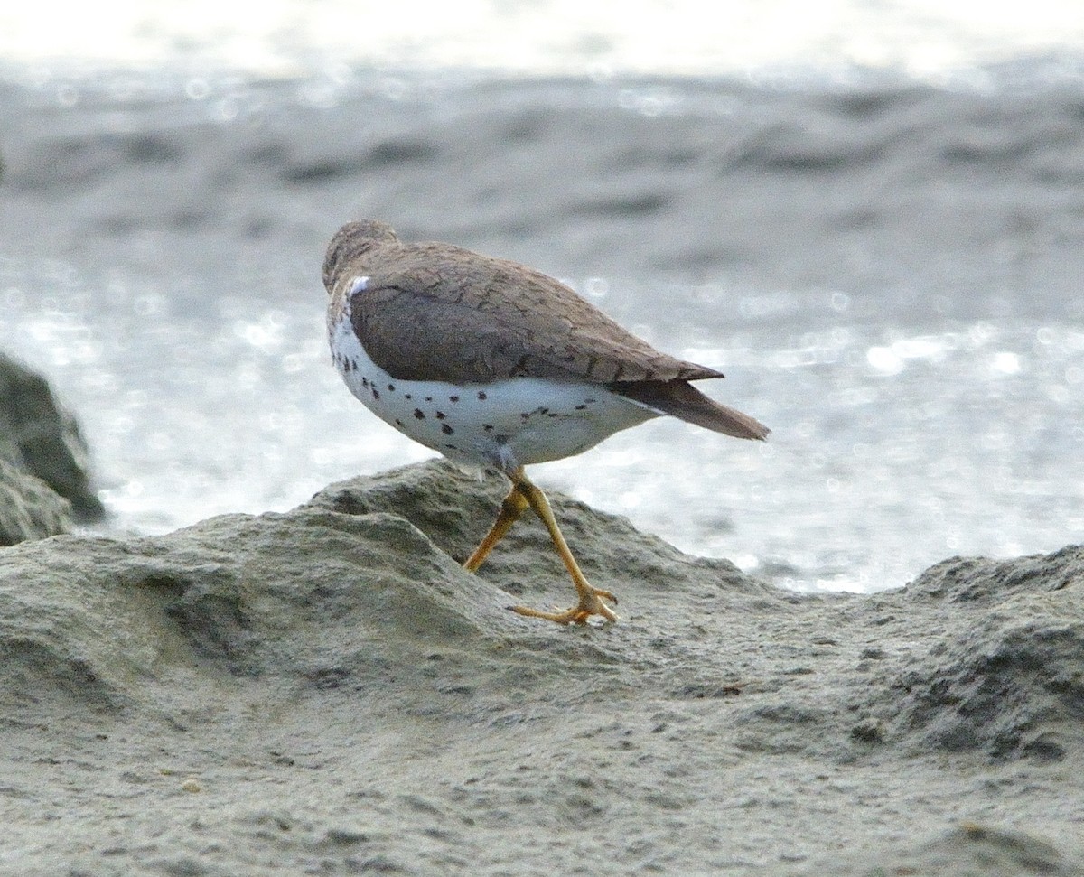 Spotted Sandpiper - ML480641471