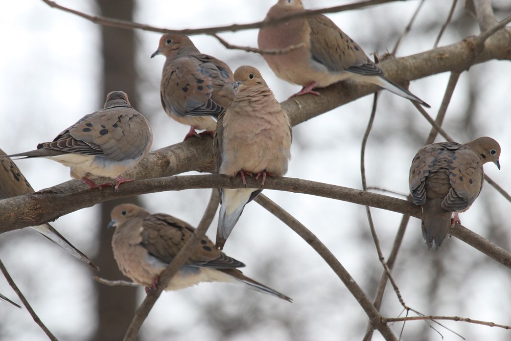 Tourterelle triste - ML48064171