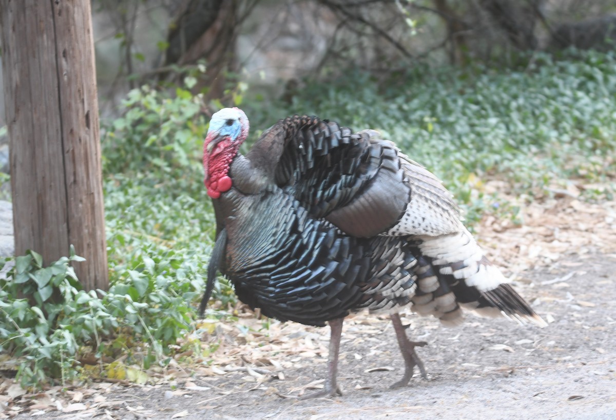 Wild Turkey - Brian Johnson