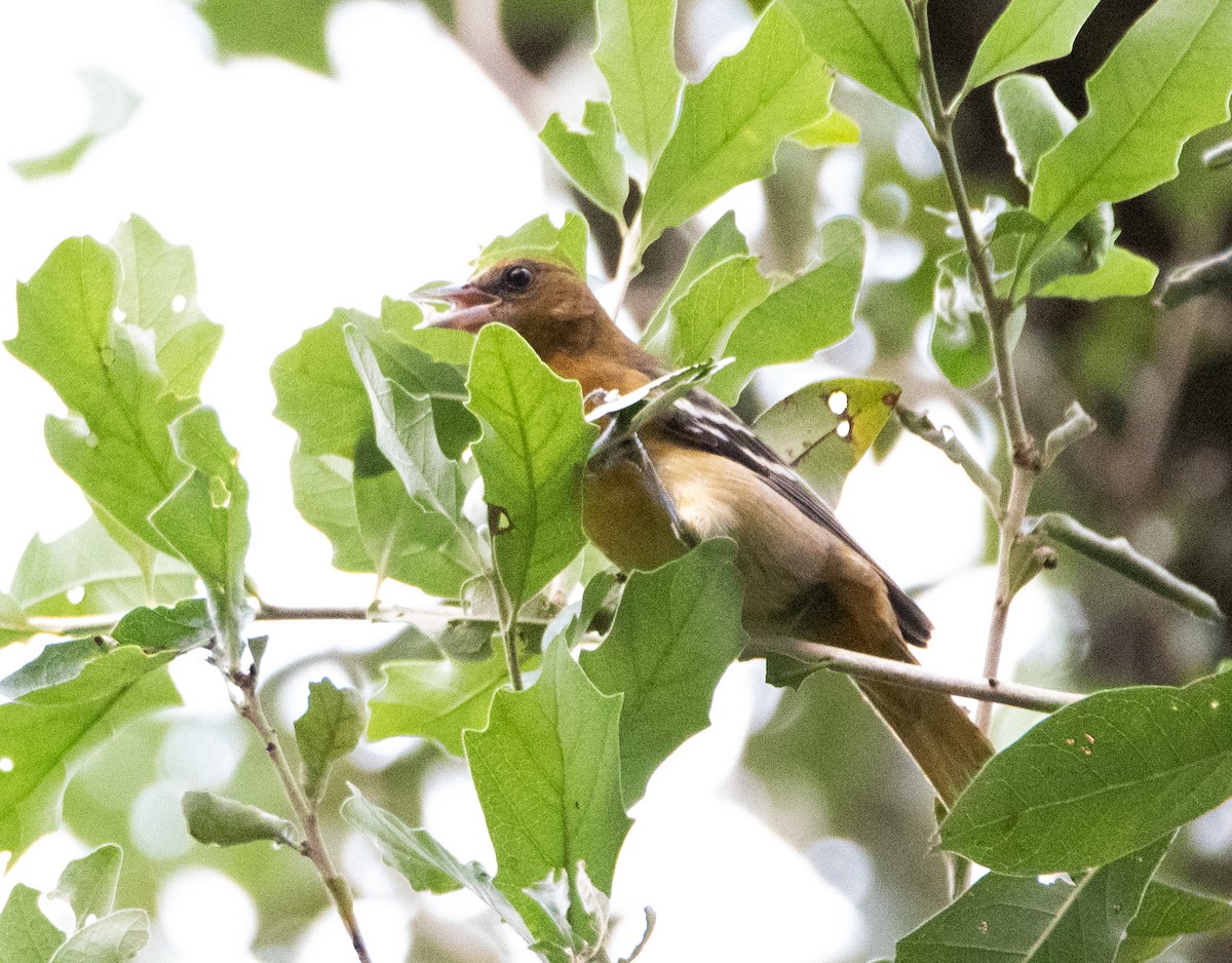 Baltimore Oriole - ML480645921