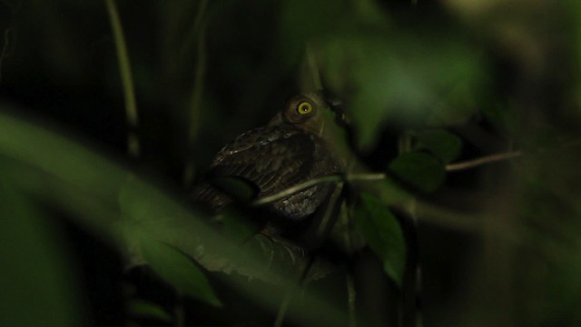 Tropical Screech-Owl - ML480647