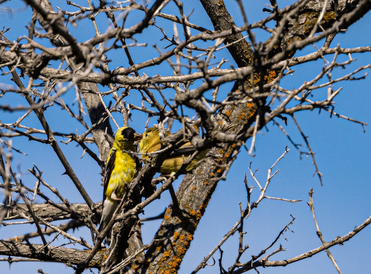 American Goldfinch - ML480647481