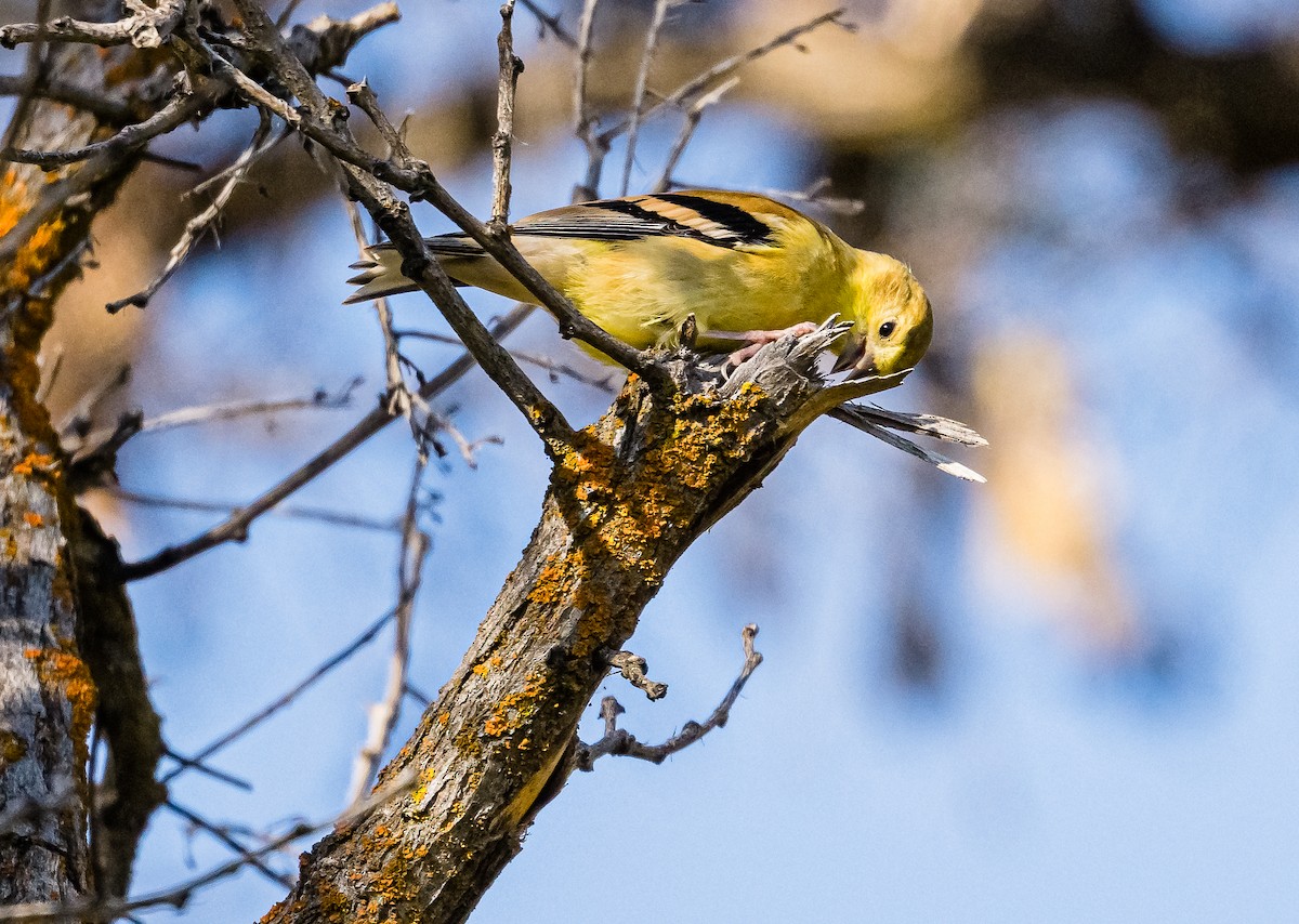 American Goldfinch - ML480647511