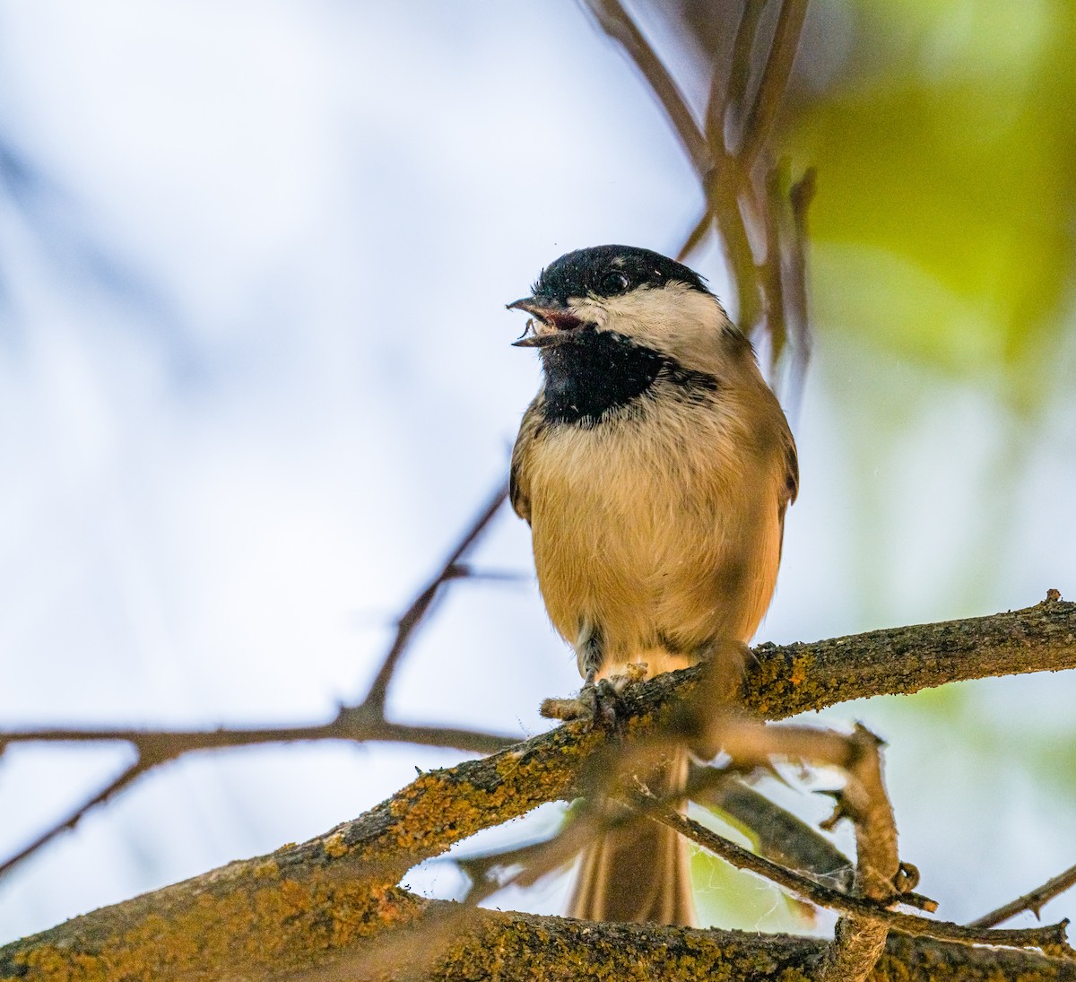 Black-capped Chickadee - Ken Miracle