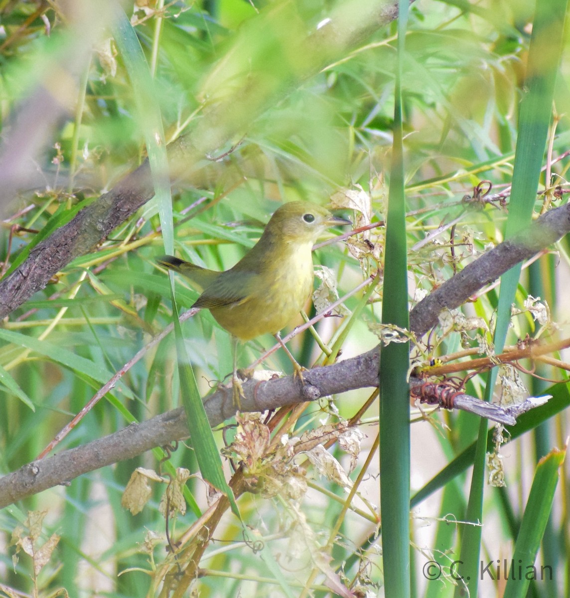 Yellow Warbler - ML480647961