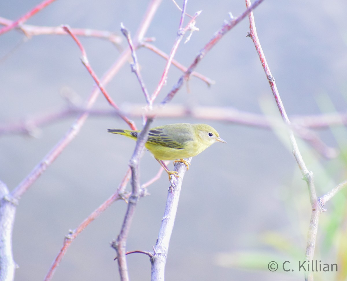 Yellow Warbler - ML480647981