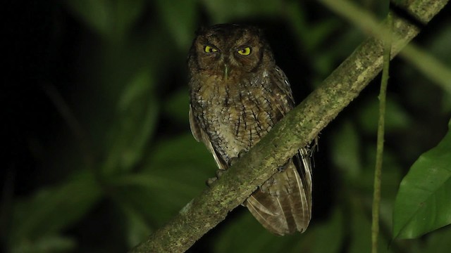 Tropical Screech-Owl - ML480648
