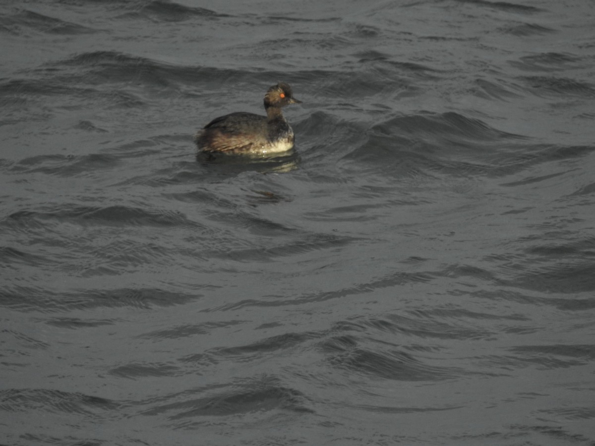 potápka černokrká - ML480648821